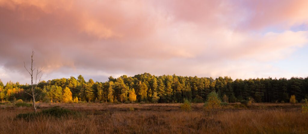 Autumn heathland at Hankley Common at sunset, golden birches and dark pines along the treeline beneath soft pink-lit clouds, with russet grasses in the foreground.