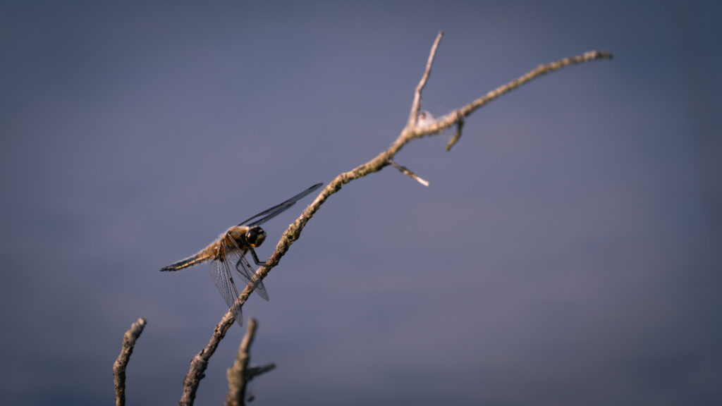 A four-spotted chaser dragonfly perched on a forked bare twig, wings outstretched against a soft blue background.