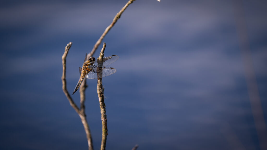 A dragonfly resting on a slender twig above deep blue still water in low light.