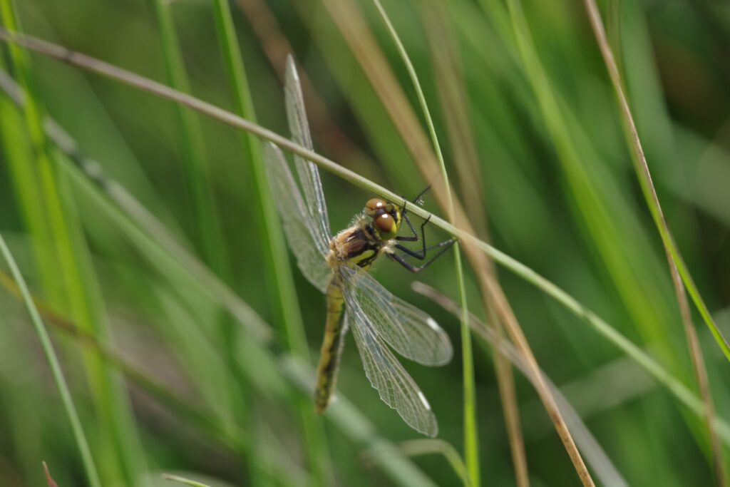 Black-tailed Skimmer