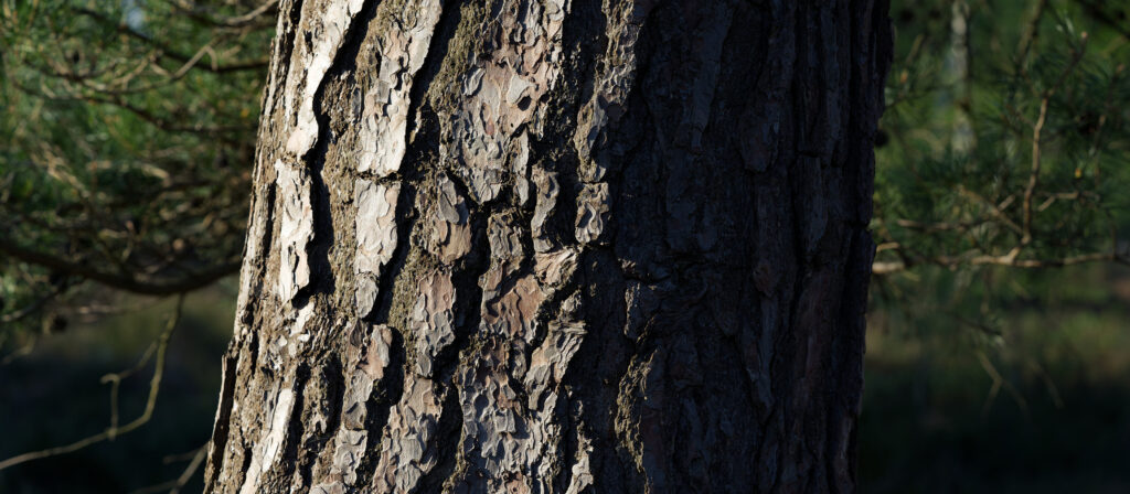 Pine Bark