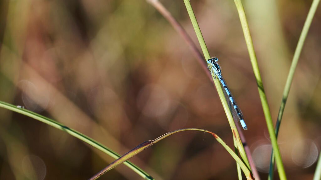 Common Blue Damselfly