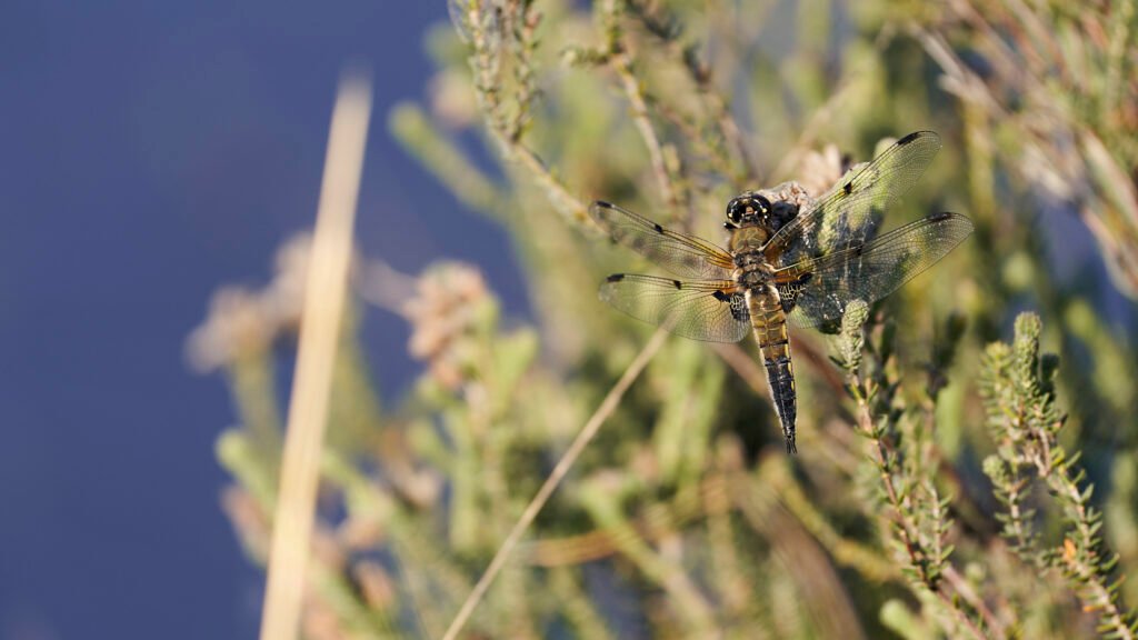 Four-spotted Chaser