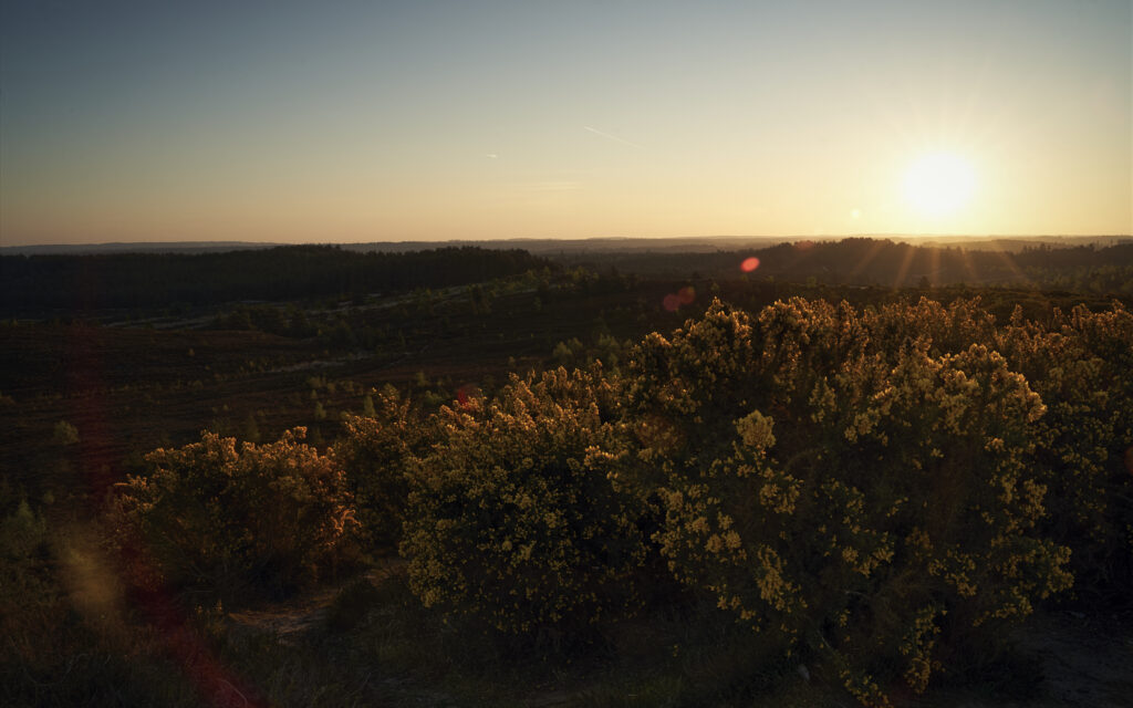 Gorse at Sunset — United Kingdom
