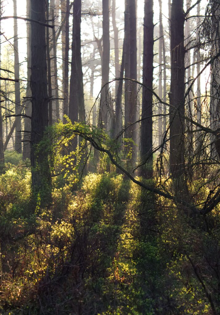 Shafts of Light