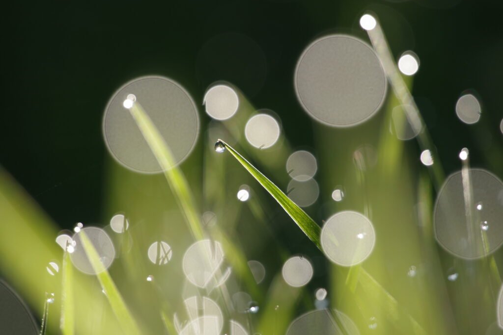 Balls of Grass
