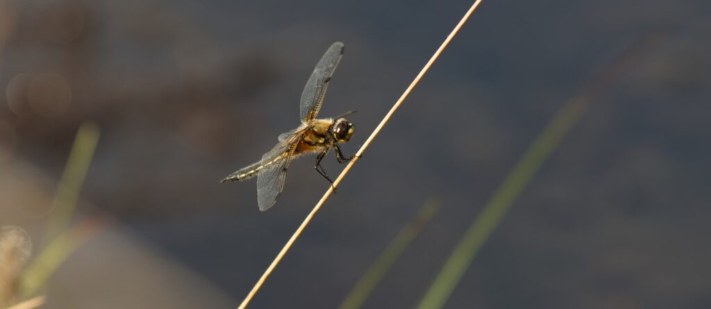 Four-spotted Chaser